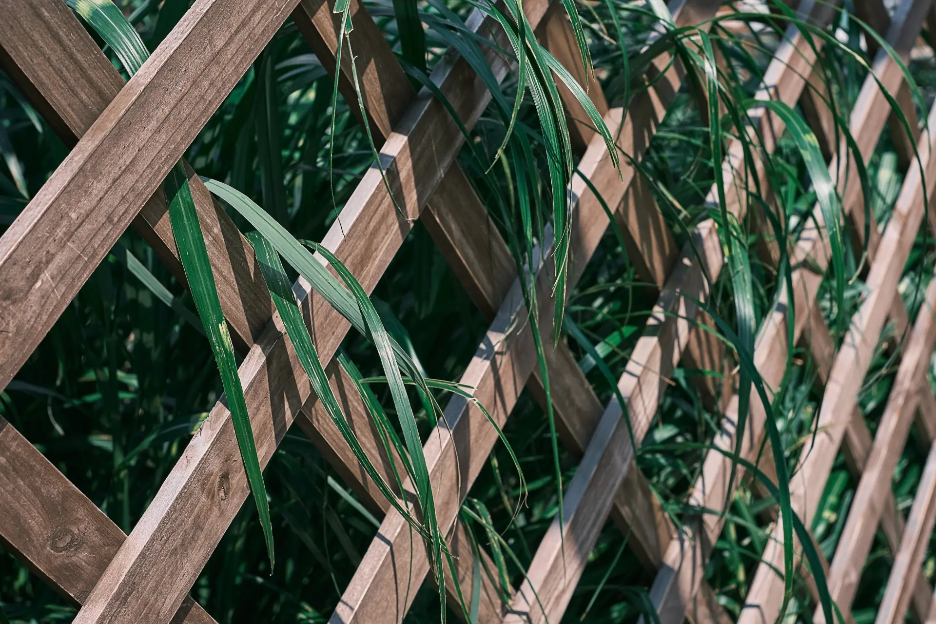 Trellis Fencing - Types of Garden Fencing 